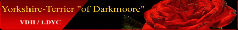 Of Darkmoore Yorkshire Terrier