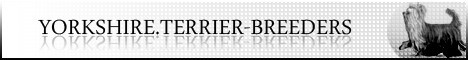YORKSHIRE TERRIER BREEDERS - Yorkie Show, Info, Stud, Puppy News