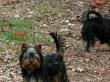 17.07.2011 Ann Angel und Alina im Wald