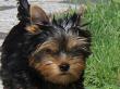 2.09.2012: Benjamin Bee from Steppis Dreams ***** Er heisst in seiner neuen Familie *Otto* :-).