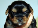 23.06.2012: Bellatrix Elle (1. H&uuml;ndin)