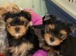 9.01.2016: Linchen mit Easy und Eliza