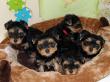 19.03.2017: alle f&uuml;nf Welpen