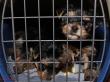 19.03.2017: Alle Welpen warten in der Box.