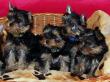 16.04.2017: Flory, Funny, Freya, Francy und Feby :-)