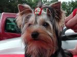 20.06.2009 Mimmy vor der Ausstellung in Stendal