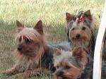 20.06.2009 vor der Ausstellung in Stendal links Lilly vorn Anny hinten Mimmy