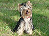 from Steppis Dreams - Yorkshire Terrier Zwinger (VDH/FCI)